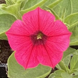 Supertunia 'Vista Paradise'
