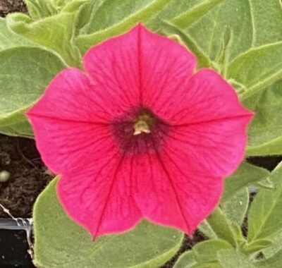 Supertunia 'Vista Paradise'