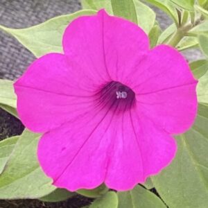 Supertunia 'Vista Jazzberry'