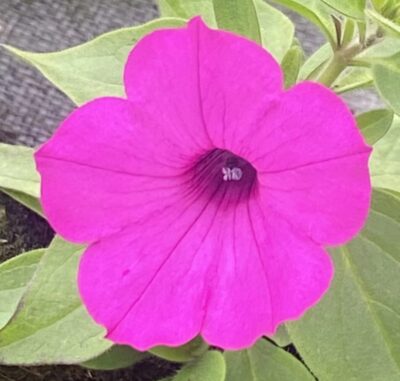 Supertunia 'Vista Jazzberry'