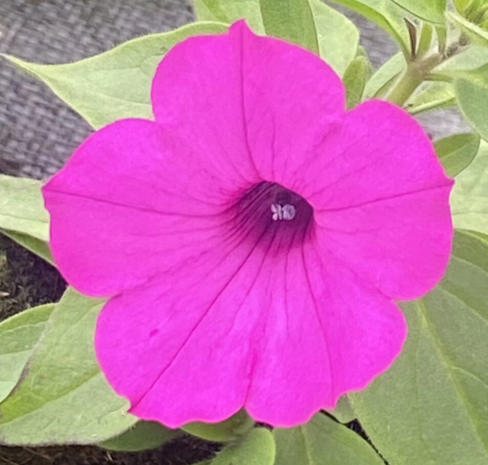 Supertunia 