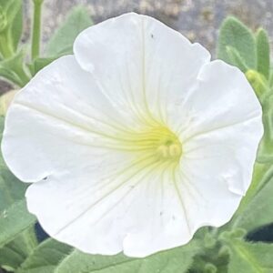 Supertunia 'Vista Snowdrift'