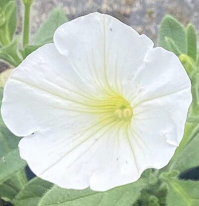 Supertunia 'Vista Snowdrift'