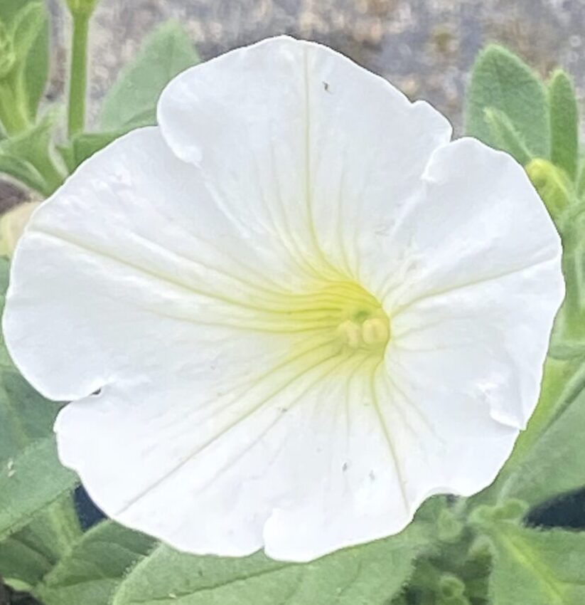 Supertunia 