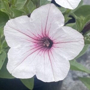 Supertunia 'Vista Silverberry'