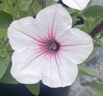 Supertunia 'Vista Silverberry'