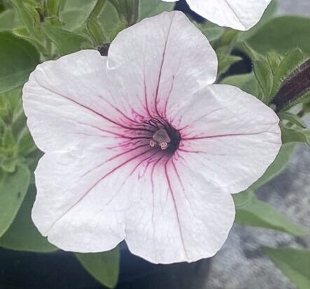 Supertunia 