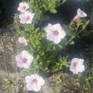 Supertunia 'Vista Silverberry' - obrazek 2