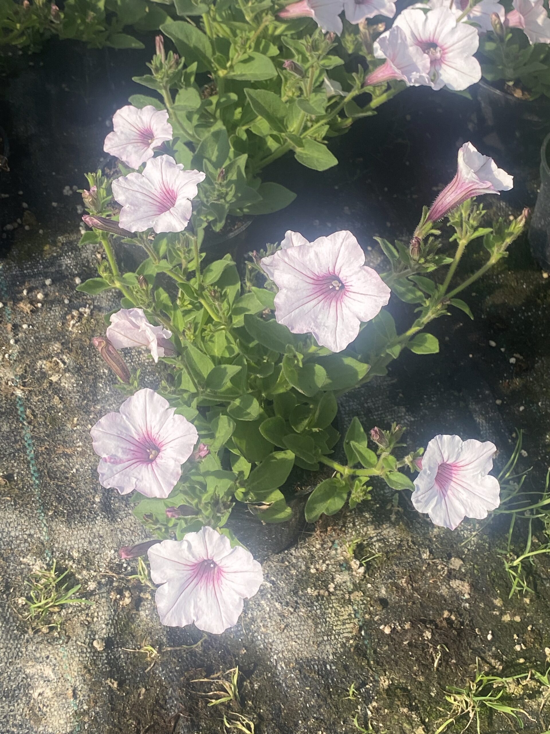 Supertunia 