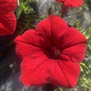 Surfinia Deep Red - obrazek 6