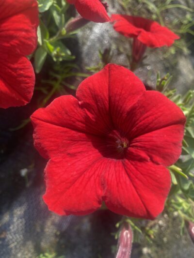 Surfinia Deep Red
