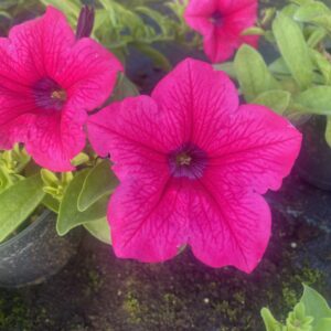 Surfinia Hot Pink - obrazek 6