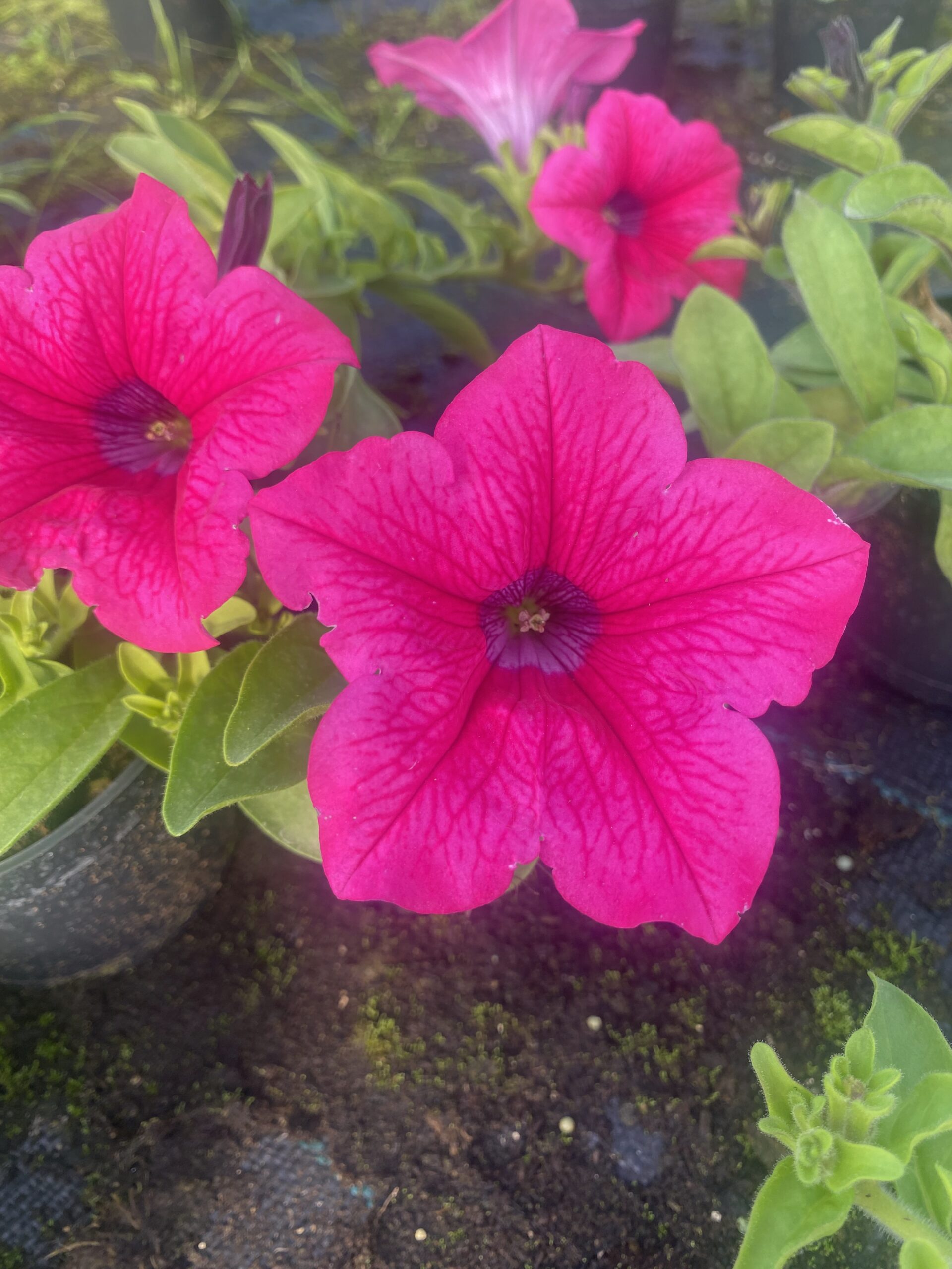 Surfinia Hot Pink - obrazek 6