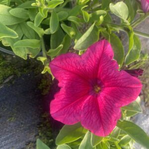 Surfinia Hot Pink - obrazek 5