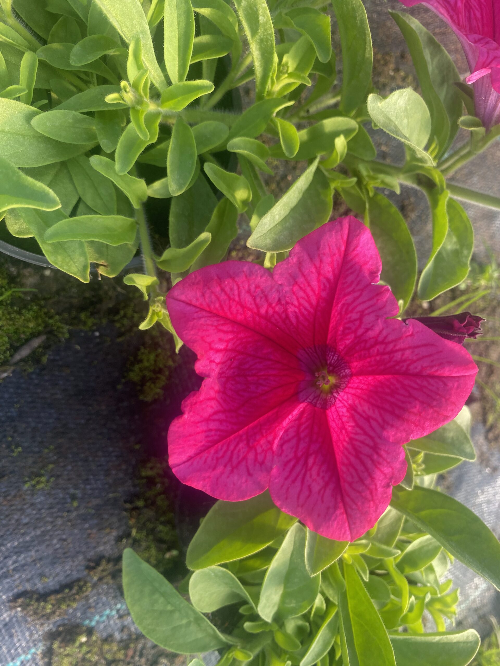 Surfinia Hot Pink - obrazek 5