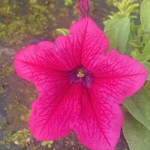 Surfinia Hot Pink - obrazek 4