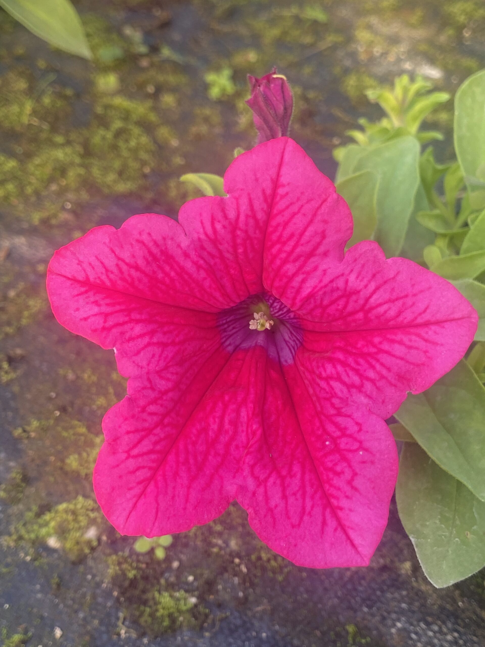 Surfinia Hot Pink - obrazek 4