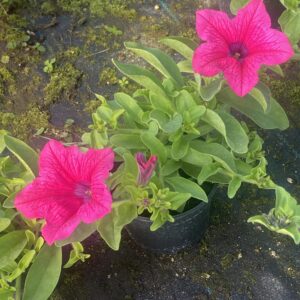 Surfinia Hot Pink - obrazek 3