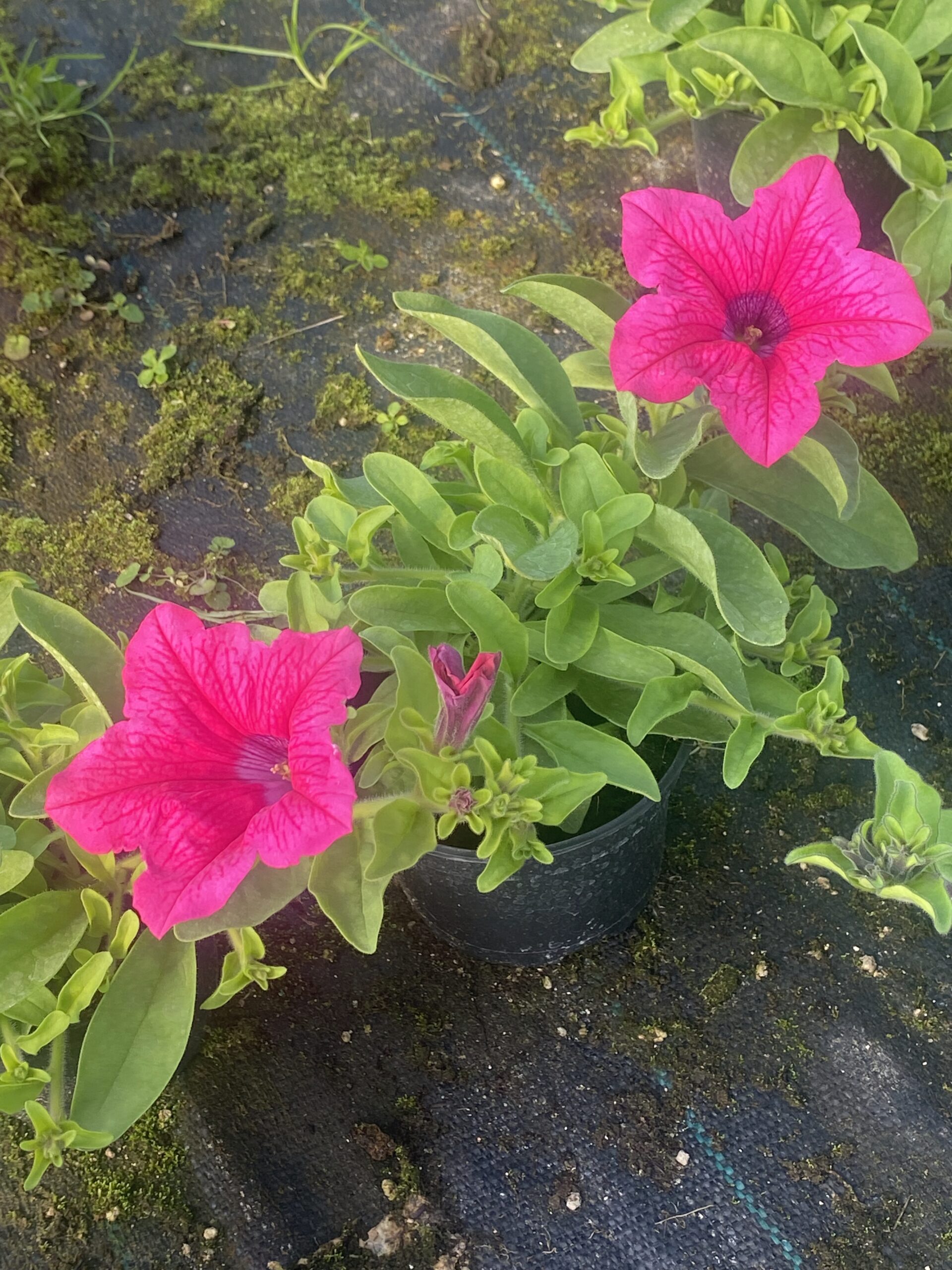 Surfinia Hot Pink - obrazek 3