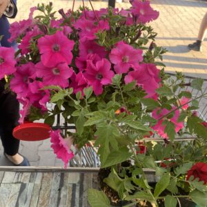 Surfinia 'Conchita Grande Pink' - obrazek 7