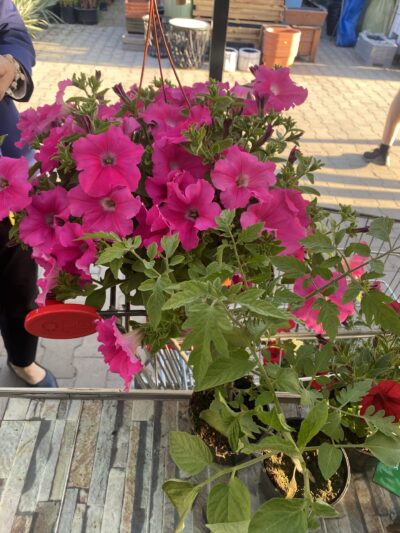 Surfinia 'Conchita Grande Pink'