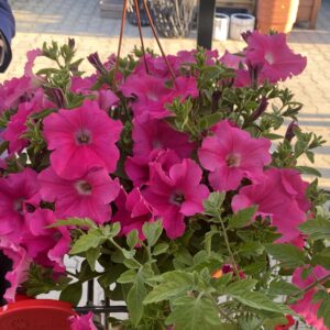 Surfinia 'Conchita Grande Pink' - obrazek 8