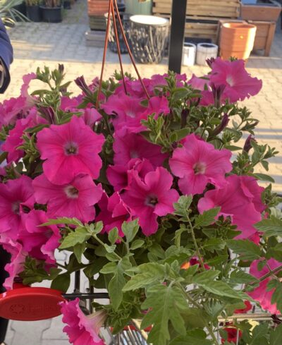 Surfinia 'Conchita Grande Pink'