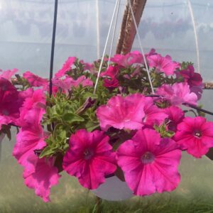 Surfinia 'Conchita Grande Pink' - obrazek 9