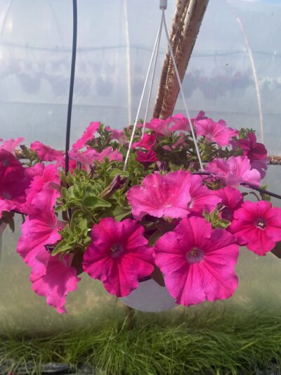 Surfinia 'Conchita Grande Pink'