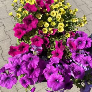 Surfinia Conchita Grande Lavender - obrazek 7