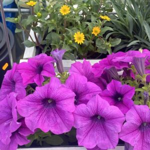 Surfinia Conchita Grande Lavender - obrazek 5