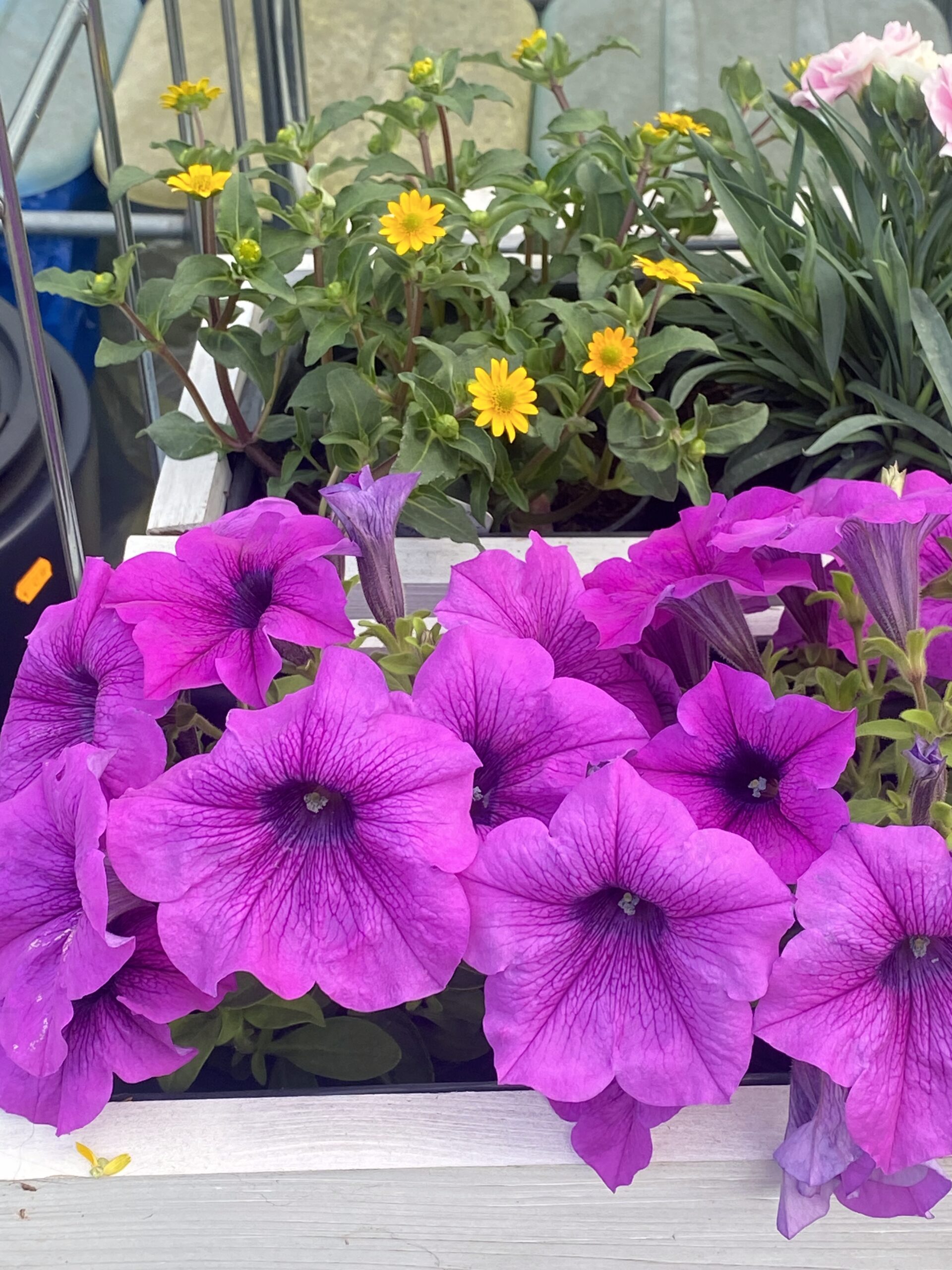 Surfinia Conchita Grande Lavender - obrazek 5