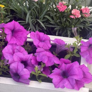 Surfinia Conchita Grande Lavender - obrazek 4