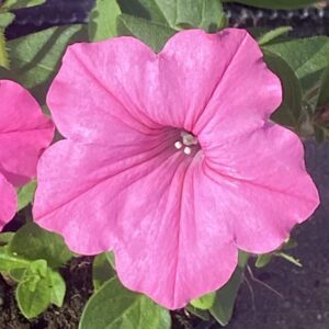 Supertunia 'Vista Bubblegum'
