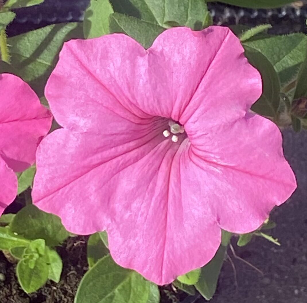 Supertunia 