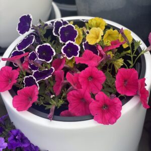 Surfinia Capella Neon Pink - obrazek 6