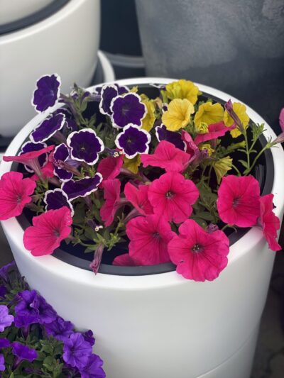 Surfinia Capella Neon Pink