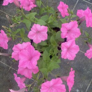Supertunia 'Vista Bubblegum' - obrazek 2