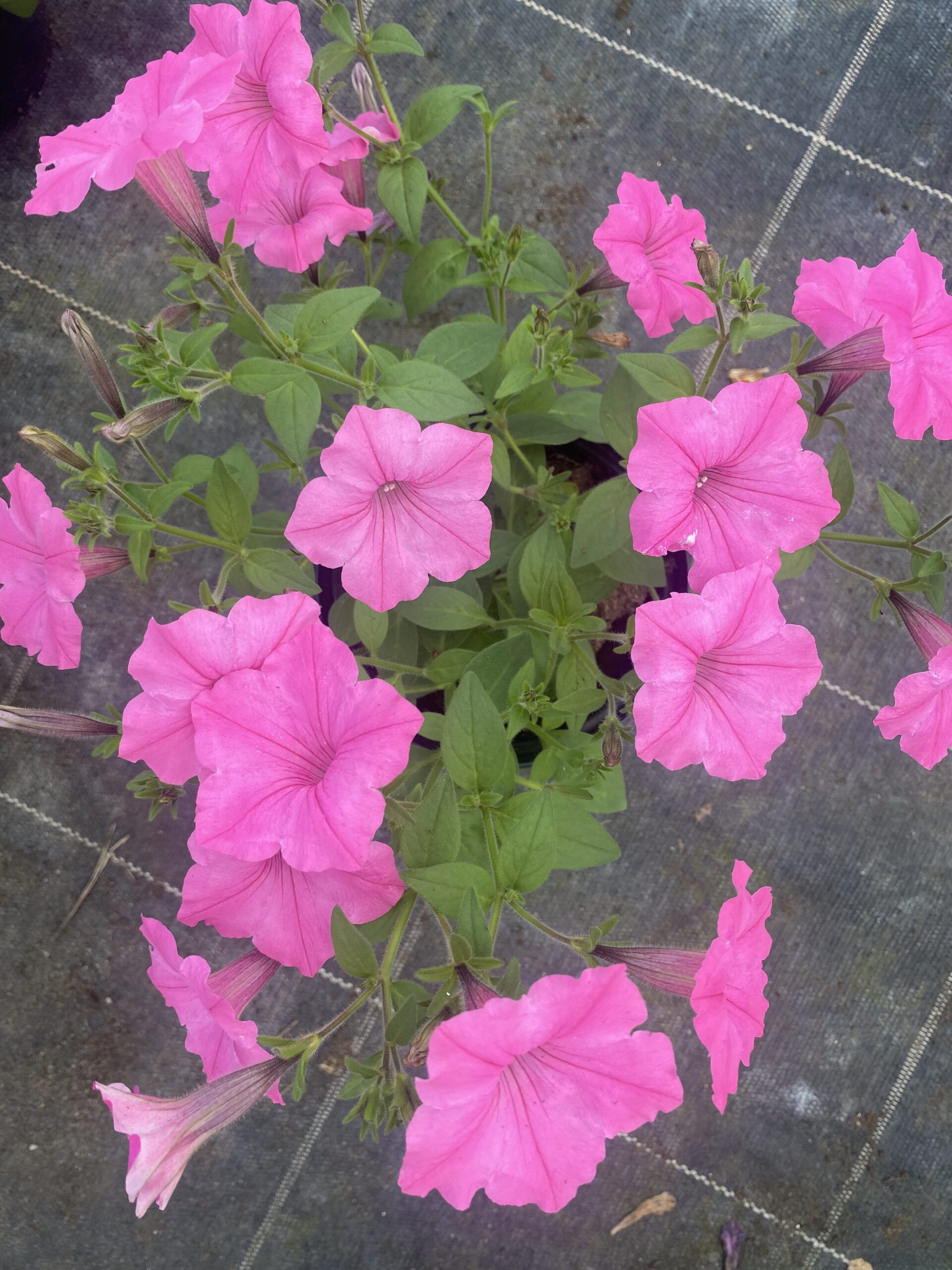 Supertunia 