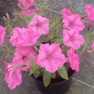 Supertunia 'Vista Bubblegum' - obrazek 3