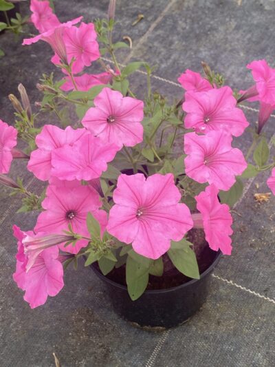 Supertunia 'Vista Bubblegum'