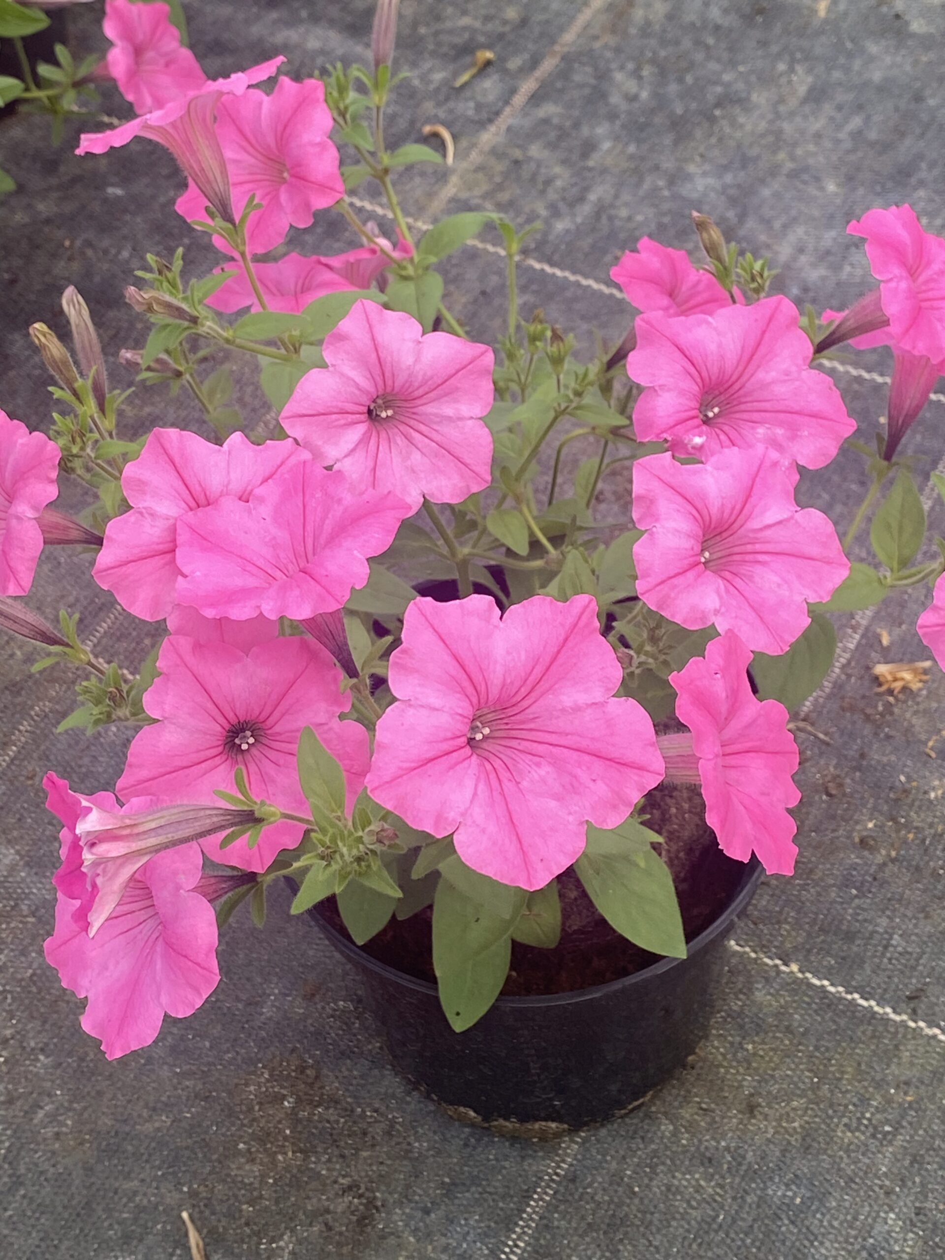 Supertunia 