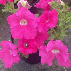Surfinia 'Conchita Grande Pink' - obrazek 11