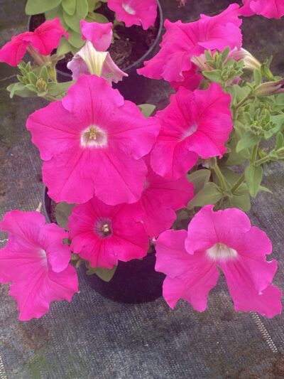 Surfinia 'Conchita Grande Pink'