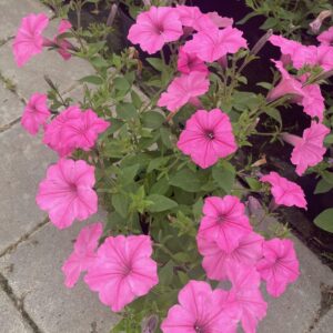 Supertunia 'Vista Bubblegum' - obrazek 4