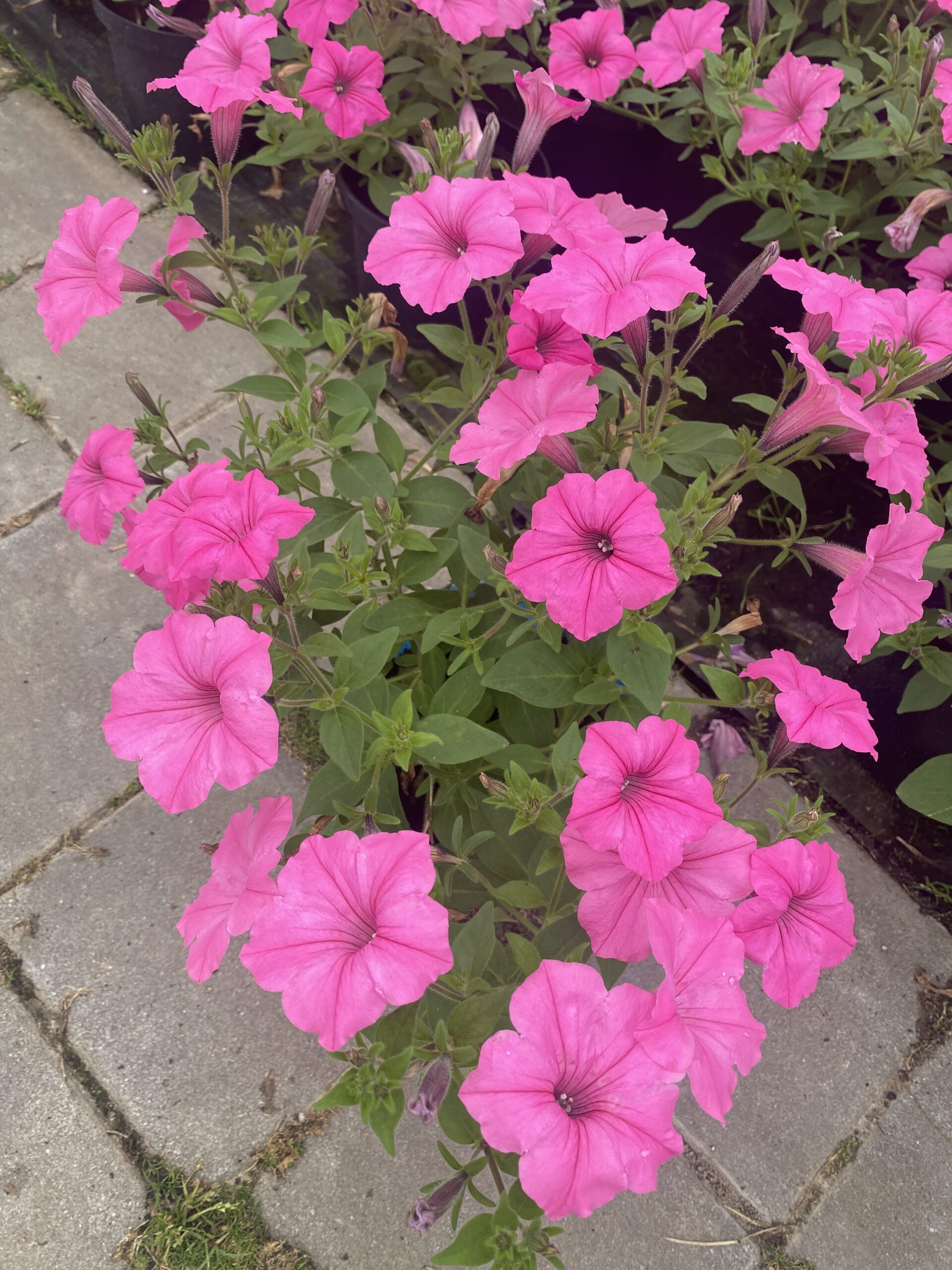 Supertunia 