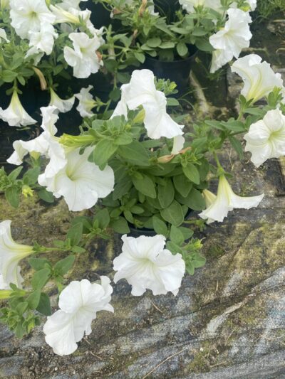 Surfinia Conchita Grande White