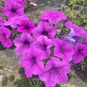 Surfinia Conchita Grande Lavender - obrazek 2