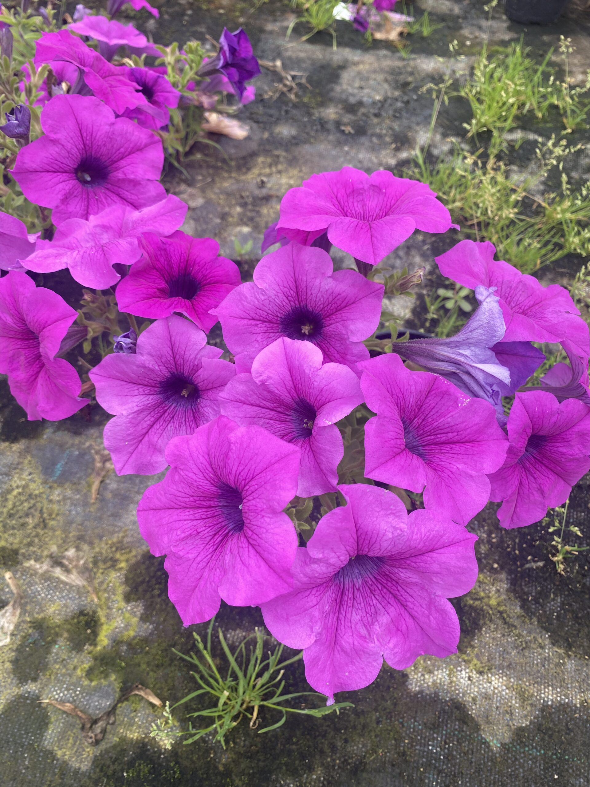 Surfinia Conchita Grande Lavender - obrazek 2