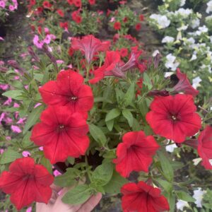 Surfinia Deep Red - obrazek 4